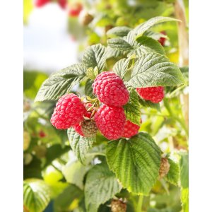 Malina červená (Rubus idaeus) ´BOHEME´ - výška 20-30 cm, kont. P13